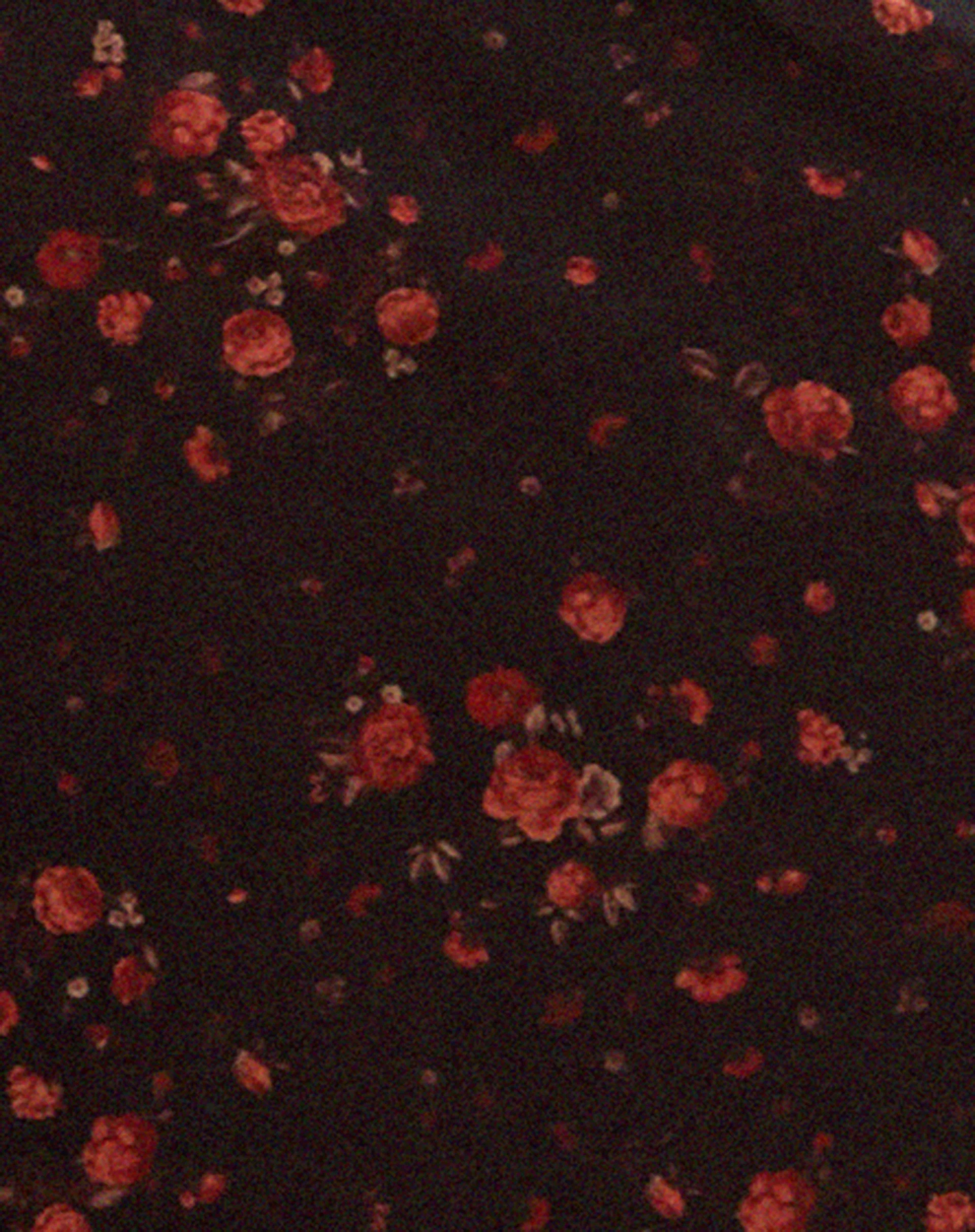 Camelia Maxi Dress in Rose Cluster Velvet - Image 6