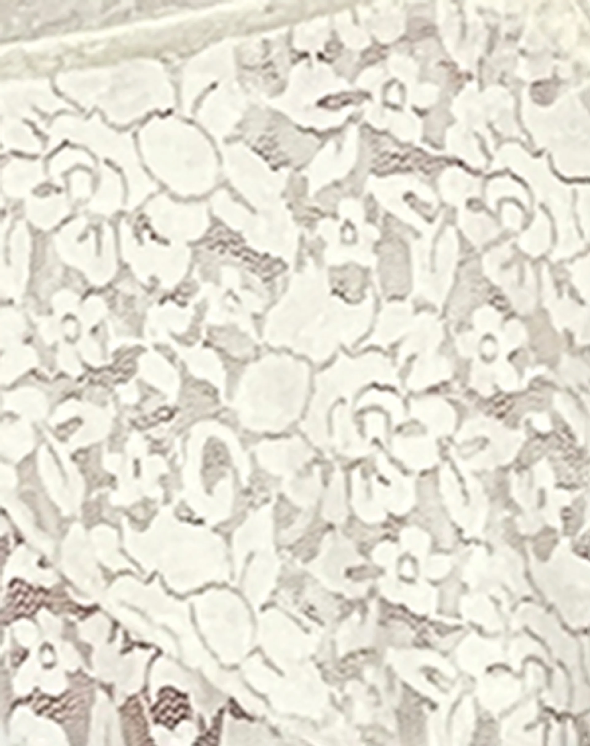 Cojira Lace Butterfly Top in Ivory - Image 6