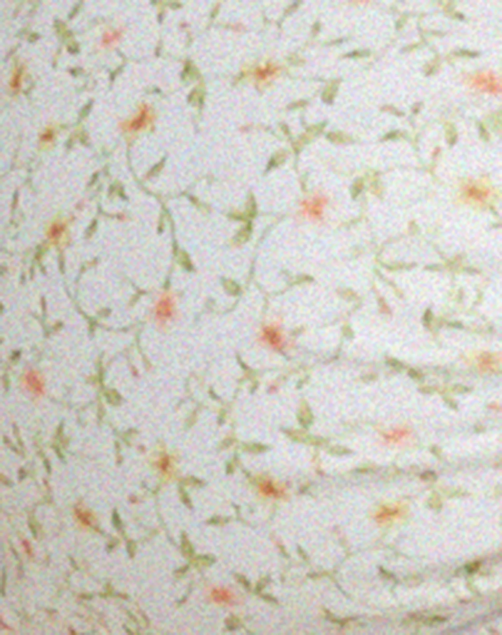 Ricoa Bikini Top in Pretty Petal Ivory - Image 6