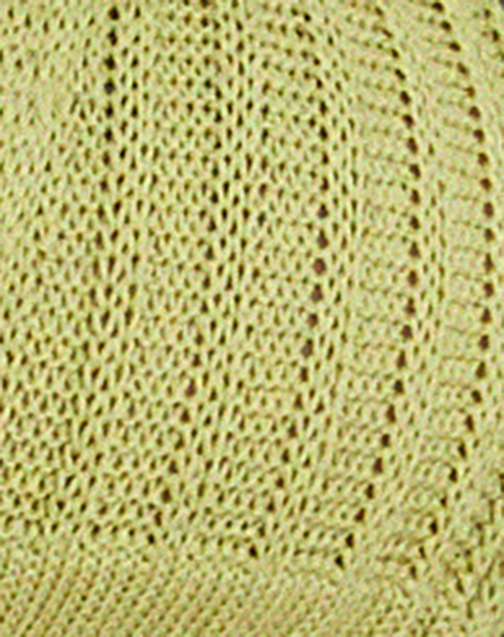 Rupa Crop Top in Lime - Image 7